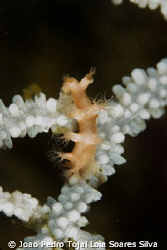 Tritonia nilsodhneri nudibranch perfectly camouflaged on ... by Joao Pedro Tojal Loia Soares Silva 